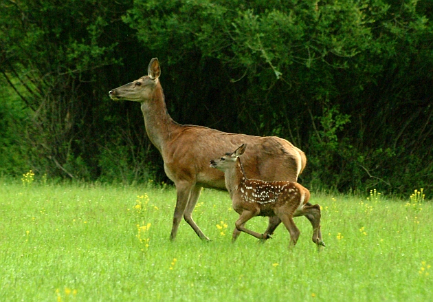 PASSIONE PER IL CERVO